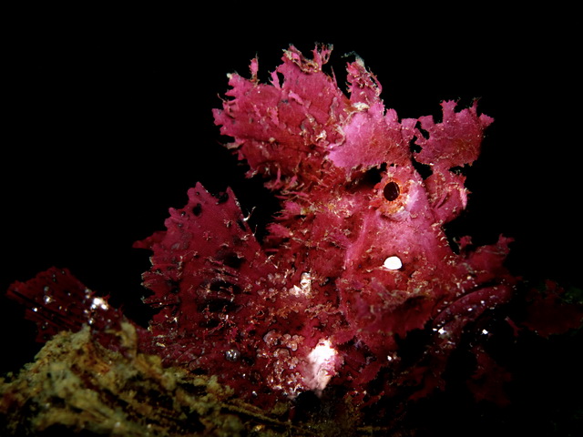 Divers and Critters - Anilao Diving Underwater Photography,Anilao Batangas.